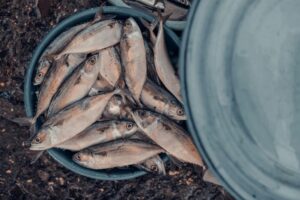 Peixes em lata