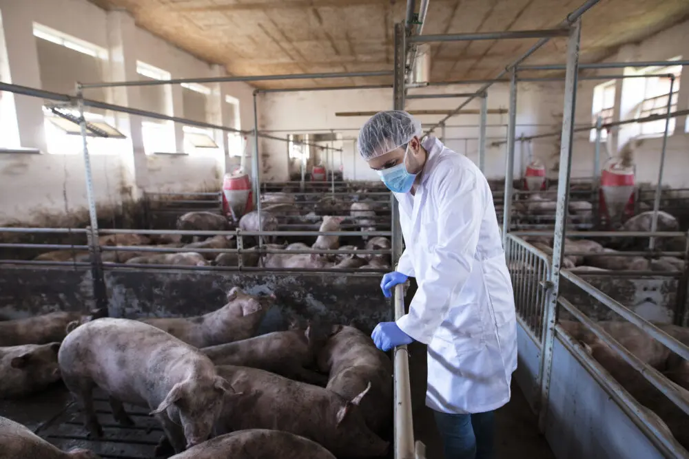 Veterinário cuidando dos animais